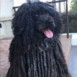 Meet your Posher, Taylor